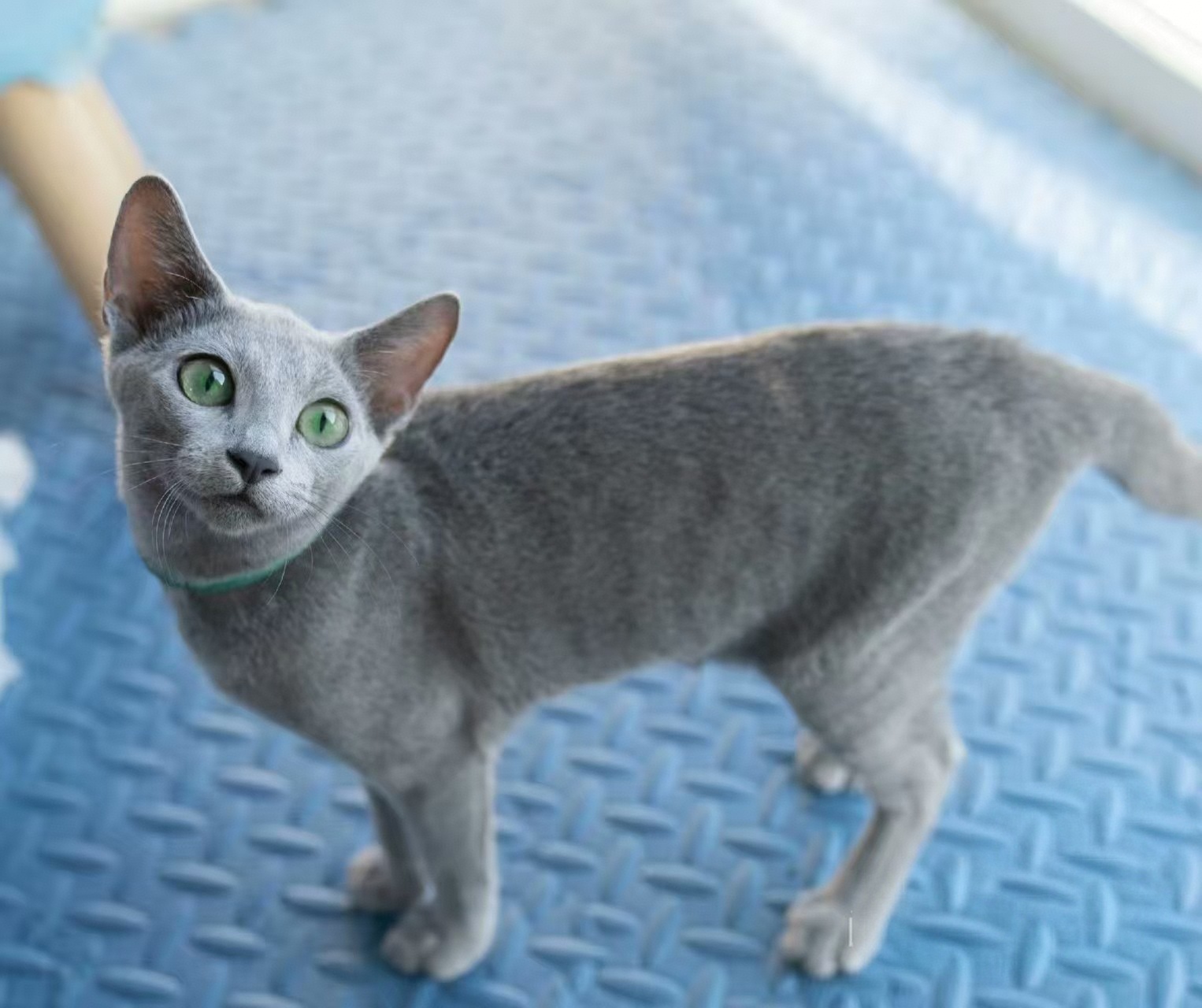 纯种俄罗斯蓝猫
坐标北京北四环